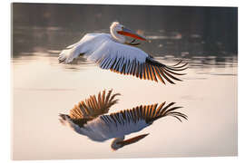 Acrylglasbild Krauskopfpelikan im Flug - Christian Müringer