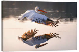 Leinwandbild Krauskopfpelikan im Flug - Christian Müringer