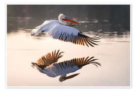 Poster Krauskopfpelikan im Flug - Christian Müringer
