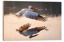 Stampa su legno Dalmatian pelican in flight - Christian Müringer
