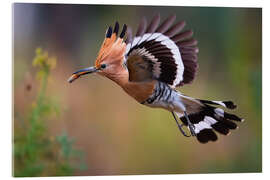 Acrylglasbild Wiedehopf im Flug