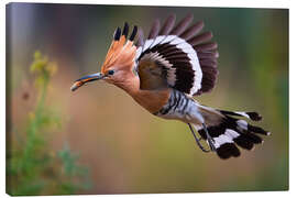 Leinwandbild Wiedehopf im Flug
