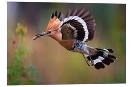 Hartschaumbild Wiedehopf im Flug