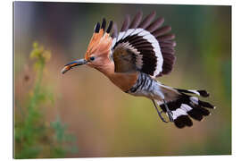 Gallery Print Wiedehopf im Flug