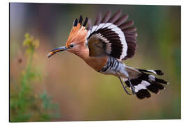 Magnettafel Wiedehopf im Flug