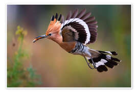 Poster Wiedehopf im Flug