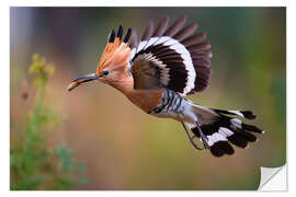 Wandsticker Wiedehopf im Flug