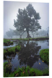 Acrylglasbild Spiegelungen eines Lorbeerbaums auf Madeira