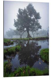 Alubild Spiegelungen eines Lorbeerbaums auf Madeira - Martin Podt