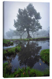 Leinwandbild Spiegelungen eines Lorbeerbaums auf Madeira - Martin Podt