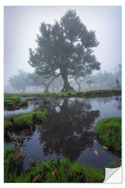 Wandsticker Spiegelungen eines Lorbeerbaums auf Madeira