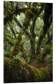 Acrylglasbild Moosbedeckter Lorbeerbaum auf Madeira