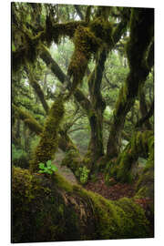Tableau en aluminium Moss covered laurel tree in Madeira - Martin Podt