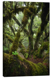 Leinwandbild Moosbedeckter Lorbeerbaum auf Madeira