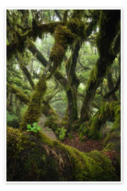 Poster Moosbedeckter Lorbeerbaum auf Madeira