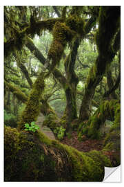 Wandsticker Moosbedeckter Lorbeerbaum auf Madeira - Martin Podt