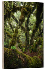 Holzbild Moosbedeckter Lorbeerbaum auf Madeira
