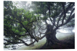 Acrylglasbild Der Monsterbaum von Madeira II - Martin Podt