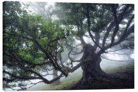 Leinwandbild Der Monsterbaum von Madeira II - Martin Podt