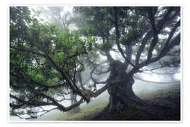 Wandbild Der Monsterbaum von Madeira II - Martin Podt