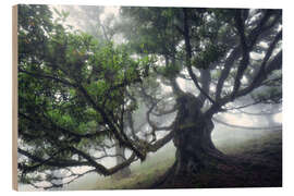 Holzbild Der Monsterbaum von Madeira II