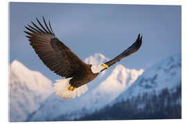 Acrylglasbild Weisskopfseeadler in der verschneiten Bergwelt I