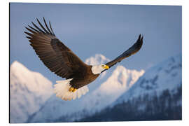 Alubild Weisskopfseeadler in der verschneiten Bergwelt I