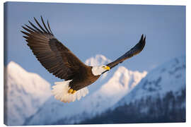 Leinwandbild Weisskopfseeadler in der verschneiten Bergwelt I