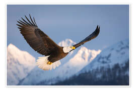 Poster Weisskopfseeadler in der verschneiten Bergwelt I