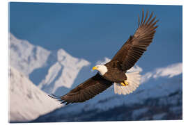 Acrylglasbild Weisskopfseeadler in der verschneiten Bergwelt II - Christian Müringer