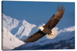 Leinwandbild Weisskopfseeadler in der verschneiten Bergwelt II - Christian Müringer