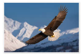 Poster Weisskopfseeadler in der verschneiten Bergwelt II - Christian Müringer