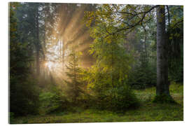 Acrylglasbild Sonnenaufgang im Erzgebirgswald