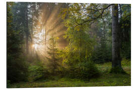 Alubild Sonnenaufgang im Erzgebirgswald - Moqui, Daniela Beyer