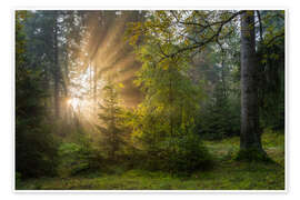 Poster Sonnenaufgang im Erzgebirgswald