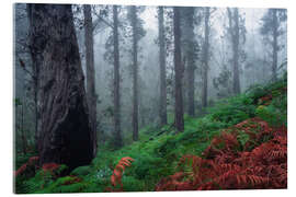 Acrylglasbild Eukalyptuswald auf Madeira