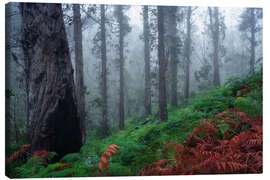 Leinwandbild Eukalyptuswald auf Madeira