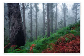 Poster Eukalyptuswald auf Madeira