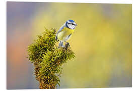Acrylglasbild Blaumeise - GUGIGEI
