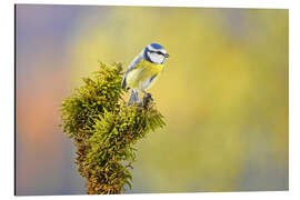 Obraz na aluminium Blue tit - GUGIGEI