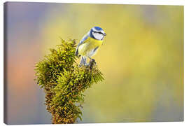 Leinwandbild Blaumeise - GUGIGEI