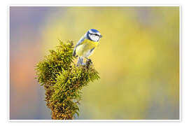 Poster Blaumeise - GUGIGEI