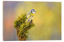 Stampa su legno Blue tit - GUGIGEI