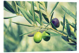 Acrylglasbild Olivenzweig