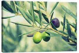 Leinwandbild Olivenzweig