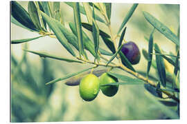 Gallery Print Olivenzweig