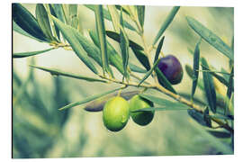 Magnettafel Olivenzweig