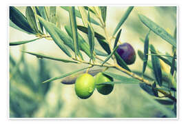 Poster Olivenzweig