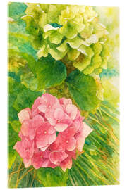 Acrylglasbild Rosa Hortensie im Sommerlicht - Natalie Bruns