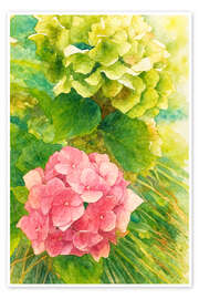 Wandbild Rosa Hortensie im Sommerlicht - Natalie Bruns